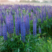 Lupine Seeds – Lupinus polyphyllus