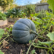 Pumpkin Seeds – Cucurbita pepo