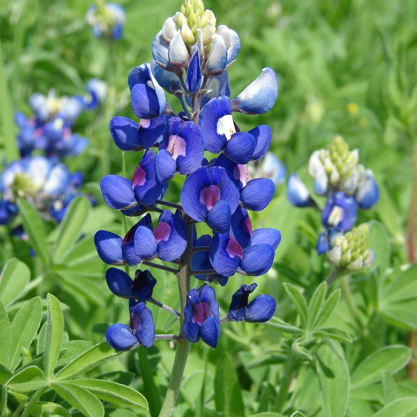 Bluebonnet Seeds – Lupinus texensis