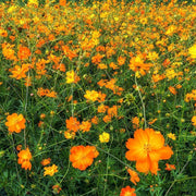 Cosmos Seeds – Cosmos bipinnatus