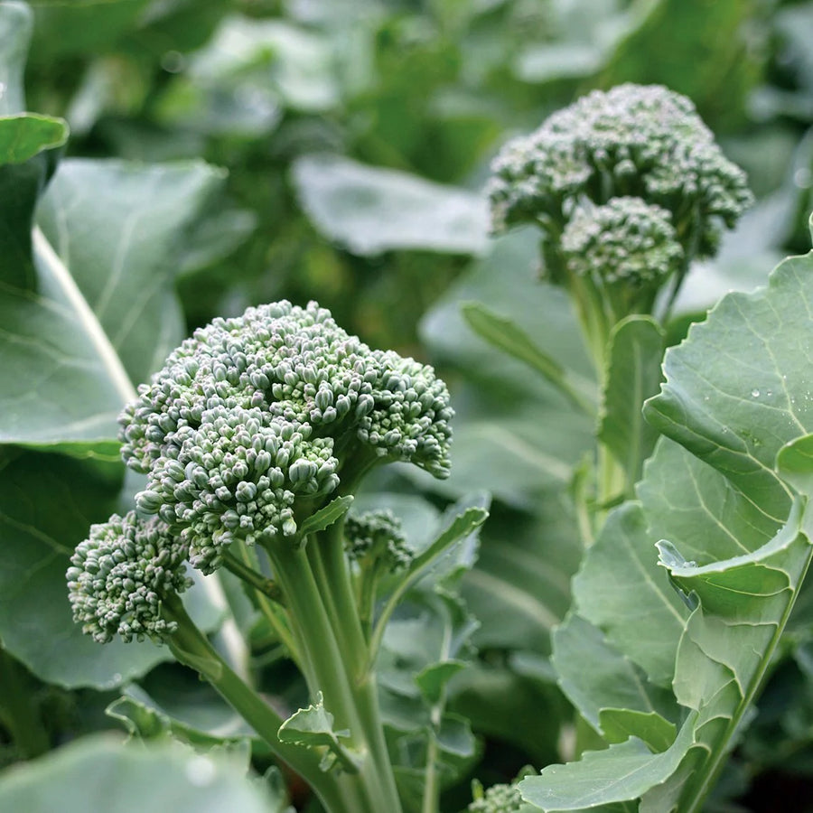 Broccoli Seeds – Brassica oleracea var. italica