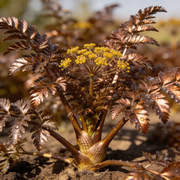 Fennel Seeds – Foeniculum vulgare