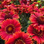 Blanket Flower Seeds – Gaillardia aristata