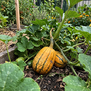Delicata Squash Seeds – Cucurbita pepo