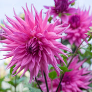 Dahlia Seeds – Dahlia variabilis