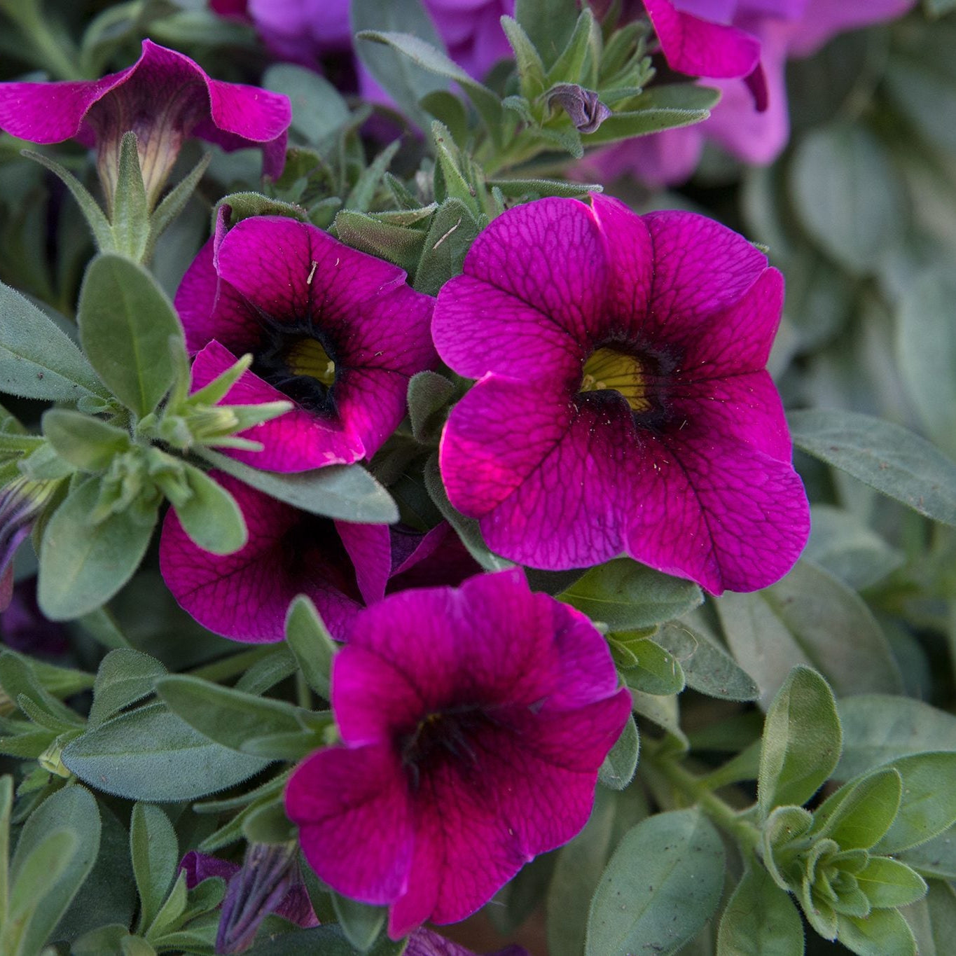 Calibrachoa Seeds – Calibrachoa × hybrida
