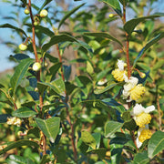 Camellia Sinensis Seeds – Camellia sinensis