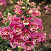 Foxglove Seeds – Digitalis purpurea