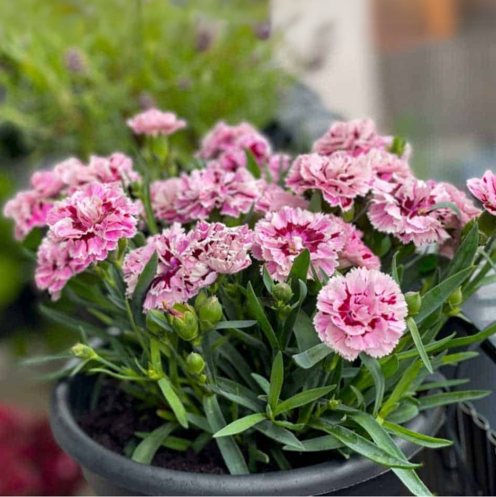 Carnation Seeds – Dianthus caryophyllus