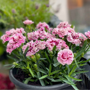 Carnation Seeds – Dianthus caryophyllus