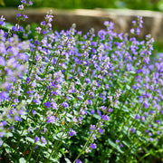 Catmint Seeds – Nepeta spp.