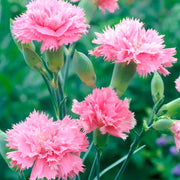 Carnation Seeds – Dianthus caryophyllus