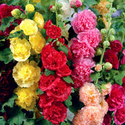 Hollyhock Seeds – Alcea rosea