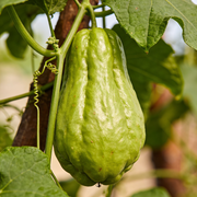 Chayote Seeds – Sechium edule