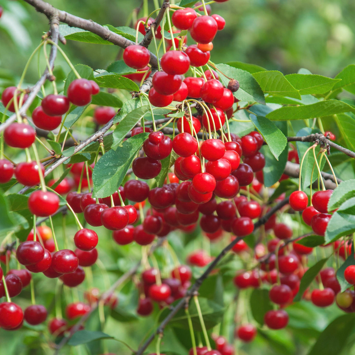 Cherry Tree Seeds – Prunus avium