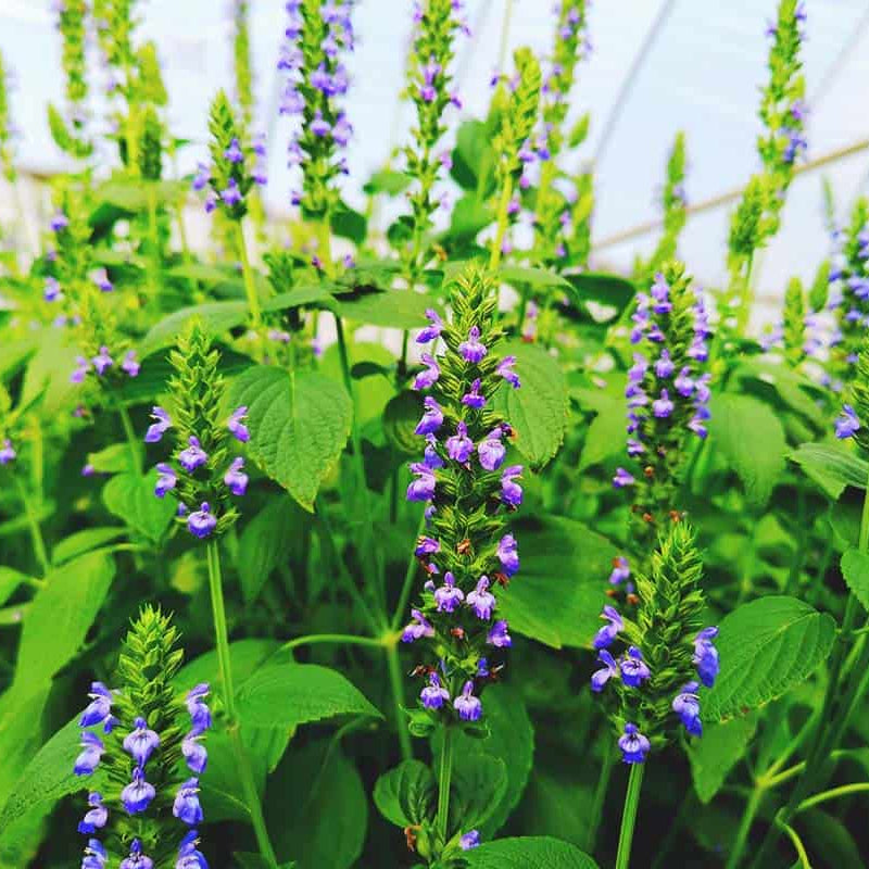 Chia Seeds – Salvia hispanica