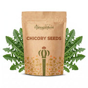 Chicory Seeds – Cichorium intybus