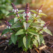 Basil Seeds – Ocimum basilicum