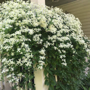 Clematis Seeds – Clematis spp.