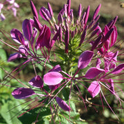 Cleome Seeds – Cleome hassleriana
