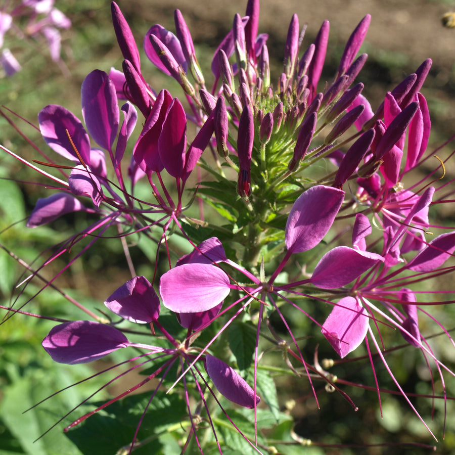 Cleome Seeds – Cleome hassleriana