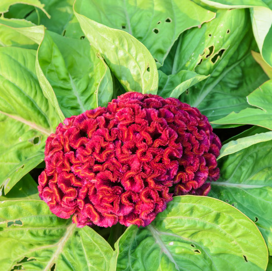 Cockscomb Seeds – Celosia cristata