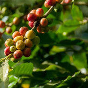 Coffee Plant Seeds – Coffea arabica