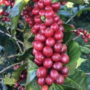 Coffee Plant Seeds – Coffea arabica