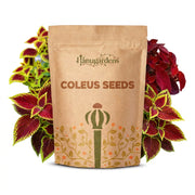 Coleus Seeds – Coleus scutellarioides