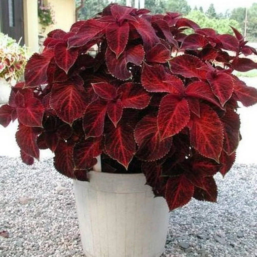 Coleus Seeds – Coleus scutellarioides