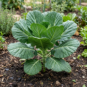 Collard Green Seeds – Brassica oleracea var. viridis