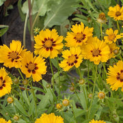 Tickseed Flower Seeds, Coreopsis tinctoria Flower Seeds