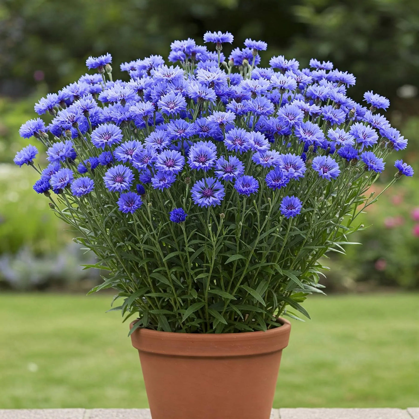 Cornflower Seeds – Centaurea cyanus