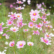 Cosmos Seeds – Cosmos bipinnatus