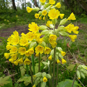 Primrose Seeds – Primula vulgaris