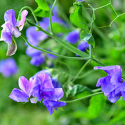 Sweet Pea Seeds – Lathyrus odoratus