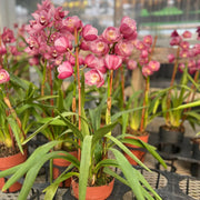Orchid Seeds – Orchidaceae spp.