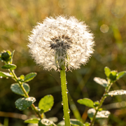 Dandelion Seeds – Taraxacum officinale