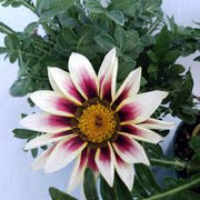 Gazania Seeds – Gazania rigens