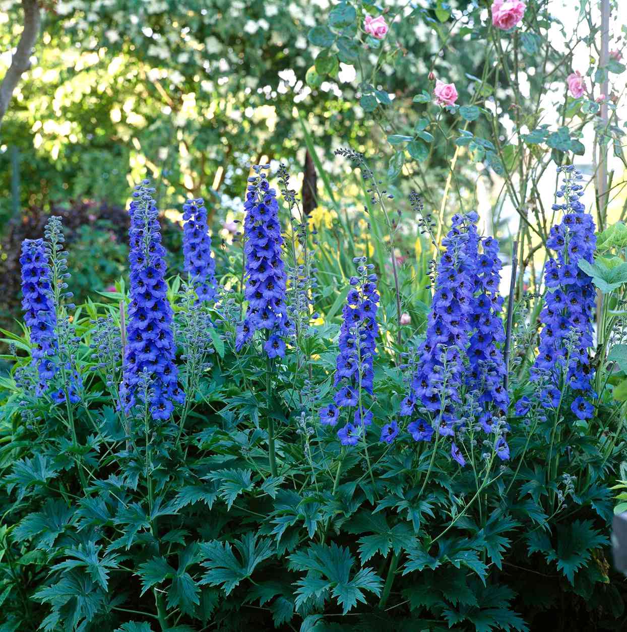 Larkspur Flower Seeds, Delphinium spp Flower Seeds