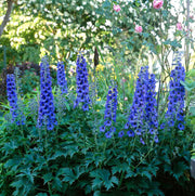 Larkspur Flower Seeds, Delphinium spp Flower Seeds