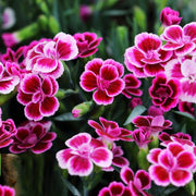 Dianthus Seeds – Dianthus chinensis