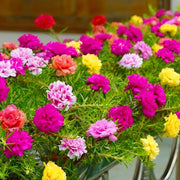 Moss Rose Seeds – Portulaca grandiflora