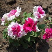 Petunia Seeds – Petunia × hybrida