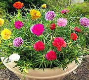 Portulaca Seeds – Portulaca grandiflora