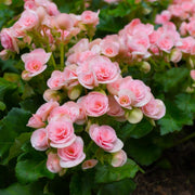 Begonia Seeds – Begonia spp.