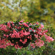 Begonia Seeds – Begonia semperflorens