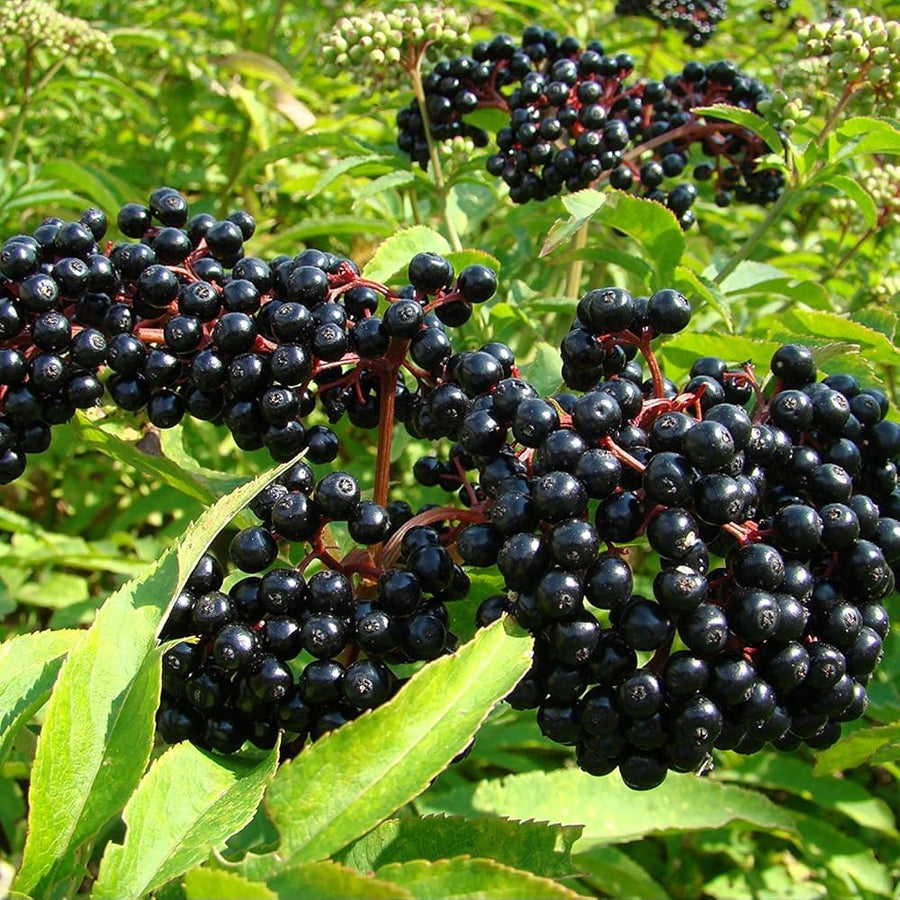 Elderberry Seeds – Sambucus nigra