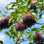 Elderberry Seeds – Sambucus nigra