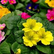 Primrose Seeds – Primula vulgaris